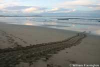 Leatherback on beach covering her eggs