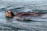 Leatherback on beach covering her eggs