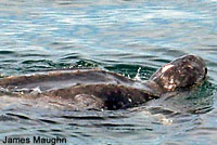 Leatherback on beach covering her eggs