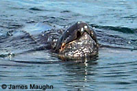 Leatherback on beach covering her eggs