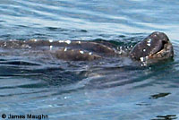 Leatherback on beach covering her eggs