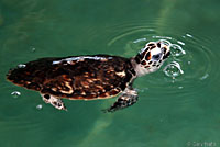 Atlantic Hawksbill Sea Turtle