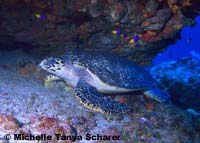 Atlantic Hawksbill Sea Turtle