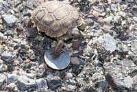 Desert Tortoise