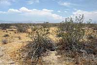 Desert Tortoise Habitat