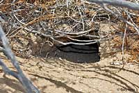 Desert Tortoise Habitat