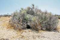 Desert Tortoise Habitat