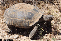 Desert Tortoise