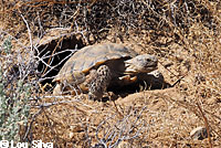 Desert Tortoise