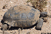 Desert Tortoise