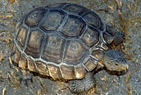 Desert Tortoise