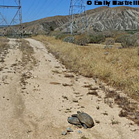 Desert Tortoise