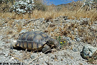 Desert Tortoise