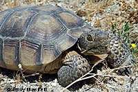 Desert Tortoise