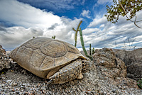 Desert Tortoise