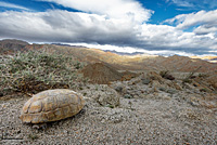 Desert Tortoise