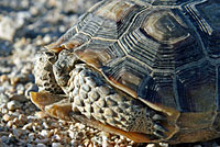 Desert Tortoise