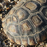 Desert Tortoise