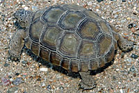 Desert Tortoise