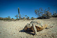 Desert Tortoise