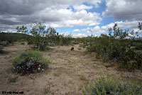 Desert Tortoise