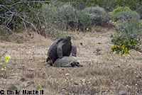 Desert Tortoise