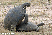 Desert Tortoise