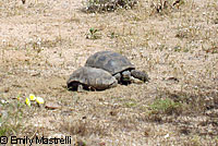 Desert Tortoise