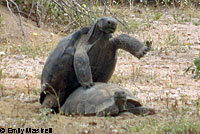 Desert Tortoise