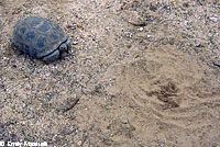 Desert Tortoise