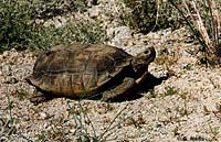 Desert Tortoise