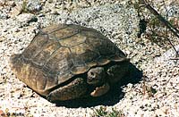 Desert Tortoise