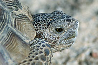 Desert Tortoise