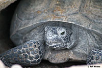 Desert Tortoise