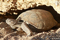 Desert Tortoise