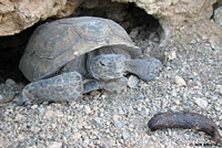 Desert Tortoise