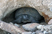 Desert Tortoise