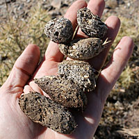 Desert Tortoise scat