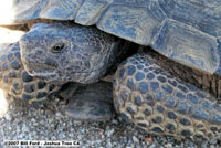 Desert Tortoise