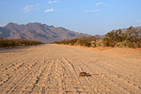 Desert Tortoise