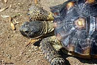 Desert Tortoise