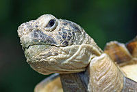 Desert Tortoise