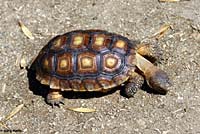 Desert Tortoise