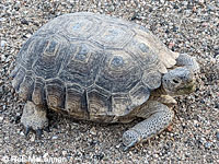 Desert Tortoise