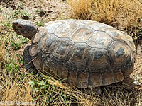 Desert Tortoise