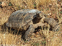 Desert Tortoise