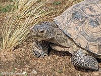 Desert Tortoise