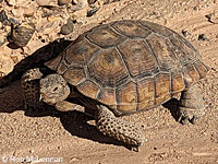 Desert Tortoise