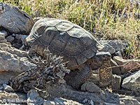 Desert Tortoise