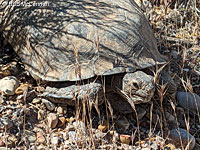 Desert Tortoise